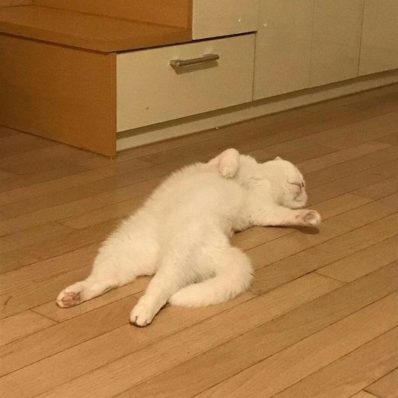 99+ ảnh meme mèo, ảnh chế mèo hài, dễ thương cho điện thoại, máy tính - Ảnh 6