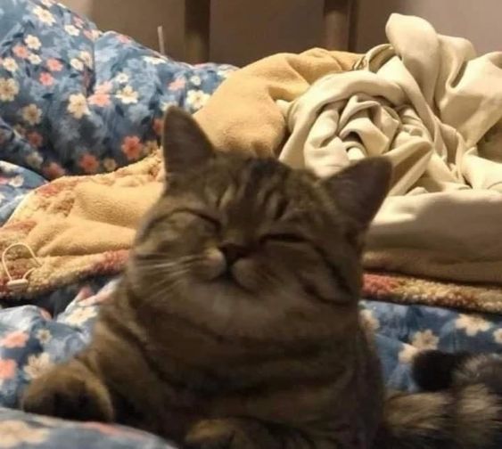 99+ ảnh meme mèo, ảnh chế mèo hài, dễ thương cho điện thoại, máy tính - Ảnh 9