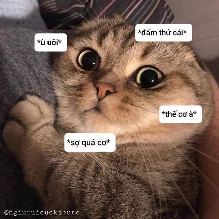 99+ ảnh meme mèo, ảnh chế mèo hài, dễ thương cho điện thoại, máy tính - Ảnh 10