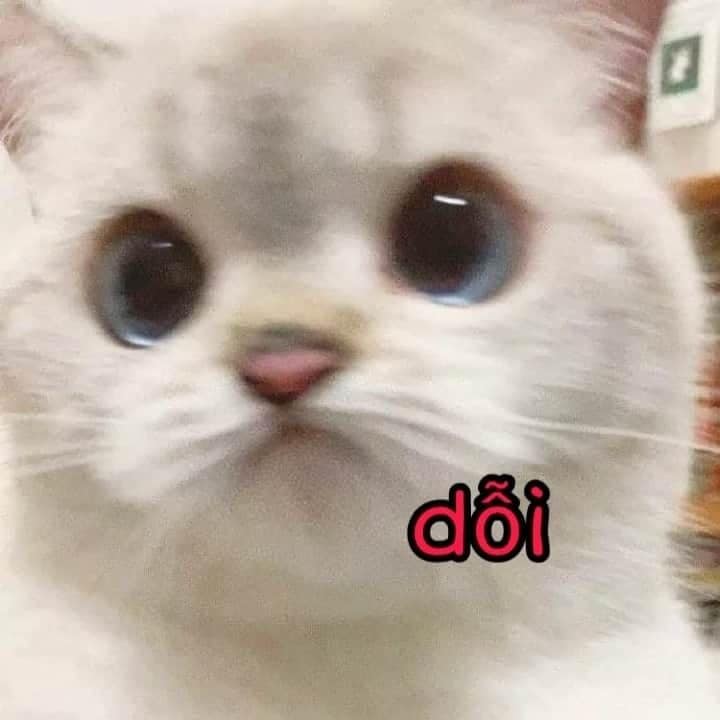 99+ ảnh meme mèo, ảnh chế mèo hài, dễ thương cho điện thoại, máy tính - Ảnh 13