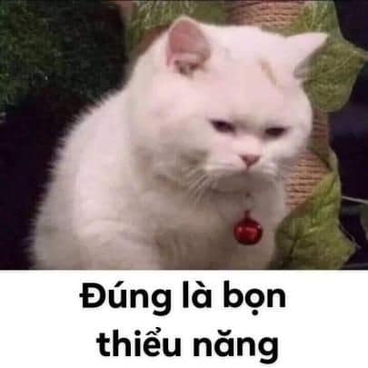 99+ ảnh meme mèo, ảnh chế mèo hài, dễ thương cho điện thoại, máy tính - Ảnh 17