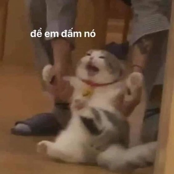 99+ ảnh meme mèo, ảnh chế mèo hài, dễ thương cho điện thoại, máy tính - Ảnh 18