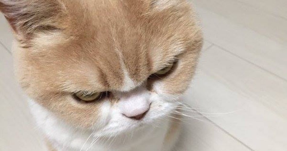 99+ ảnh meme mèo, ảnh chế mèo hài, dễ thương cho điện thoại, máy tính - Ảnh 19