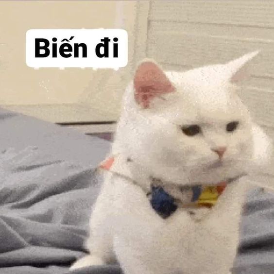 99+ ảnh meme mèo, ảnh chế mèo hài, dễ thương cho điện thoại, máy tính - Ảnh 2