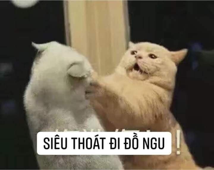 99+ ảnh meme mèo, ảnh chế mèo hài, dễ thương cho điện thoại, máy tính - Ảnh 24