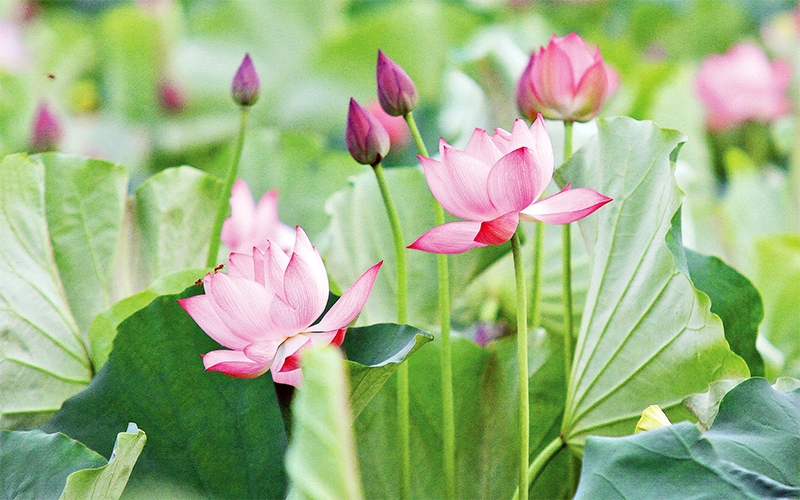 Hoa sen, loài hoa biểu tượng và là quốc hoa của Việt Nam. Ảnh: Nguyễn Nam