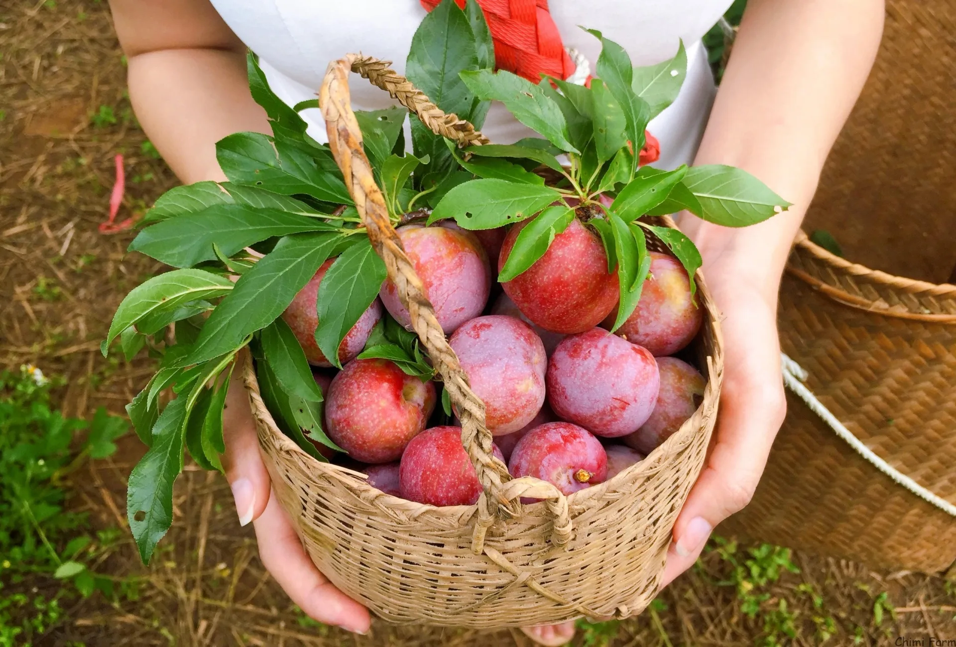 TRẢI NGHIỆM THÁNG 5 LÊN MỘC CHÂU “SĂN” MẬN CHÍN KHÔNG THỂ BỎ LỠ - Ảnh 1