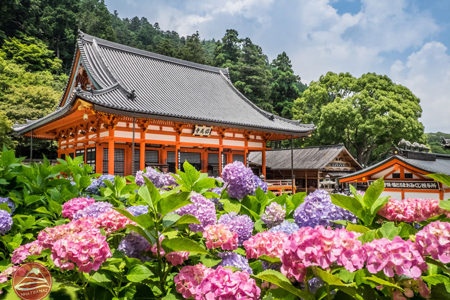 Hoa cẩm tú cầu khoe sắc hương dưới ánh nắng tháng 6 tại đền Hakusan.