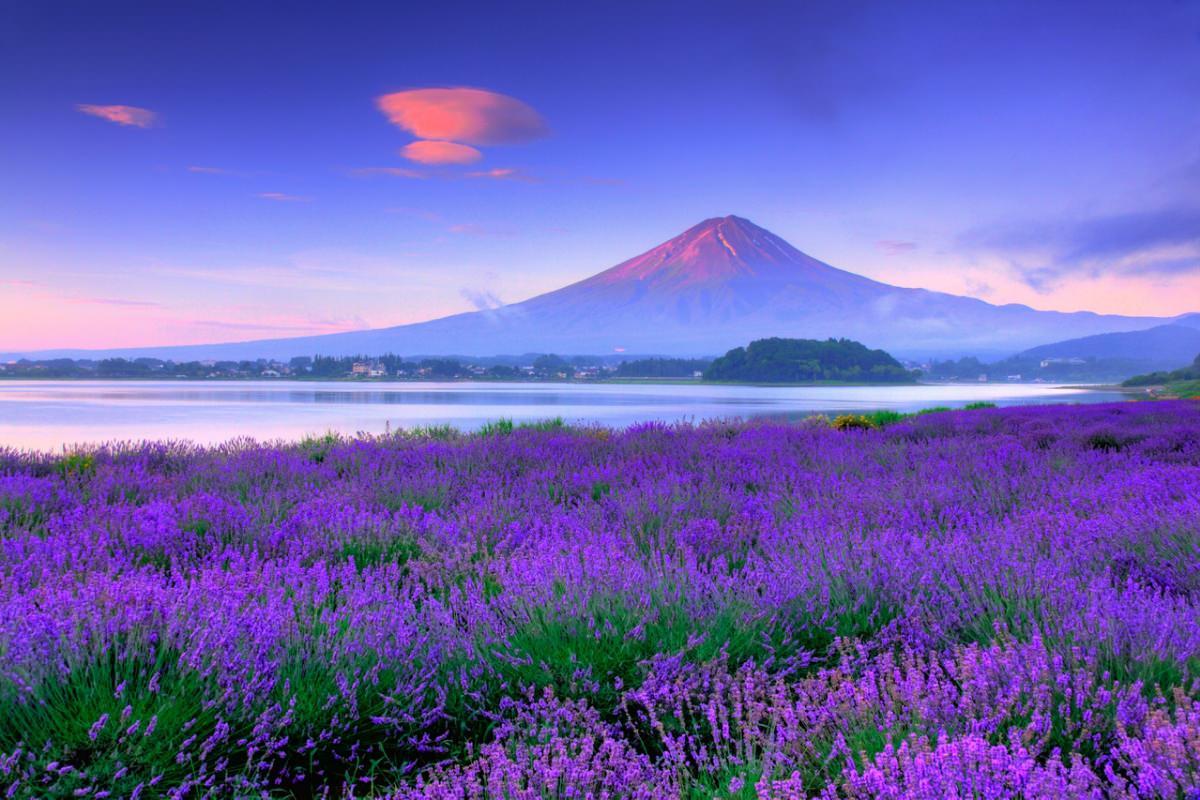 Rừng hoa Lavender dưới cảnh sắc kỳ vĩ của núi Phú Sĩ.