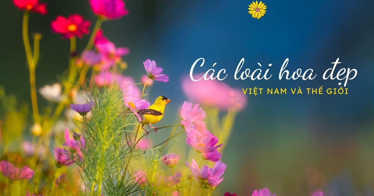 Các loài hoa đẹp ở Việt Nam và thế giới - Hình ảnh hoa đặc trưng đẹp nhất