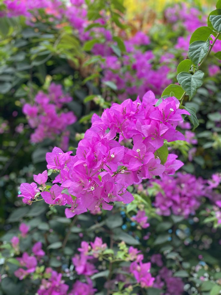 Các loài hoa đẹp ở Việt Nam và thế giới - Tải ảnh hoa đẹp - Ảnh 1