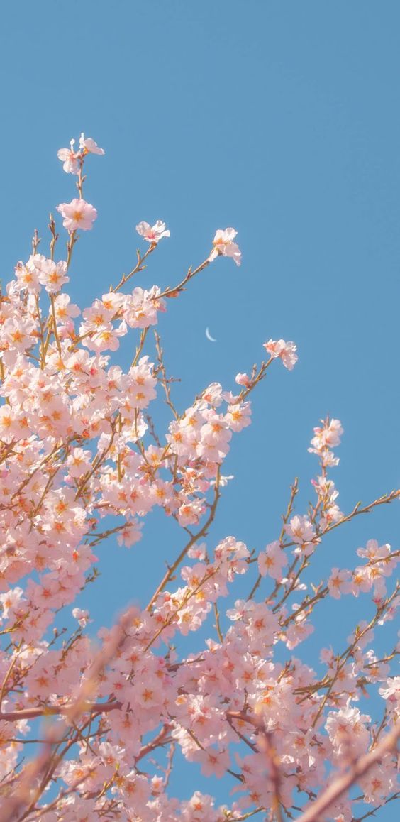 Các loài hoa đẹp ở Việt Nam và thế giới - Tải ảnh hoa đẹp - Ảnh 1