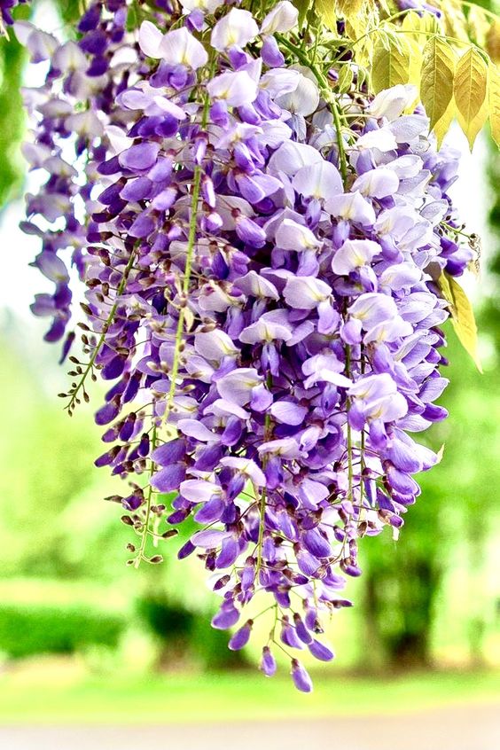 Các loài hoa đẹp ở Việt Nam và thế giới - Tải ảnh hoa đẹp - Ảnh 1