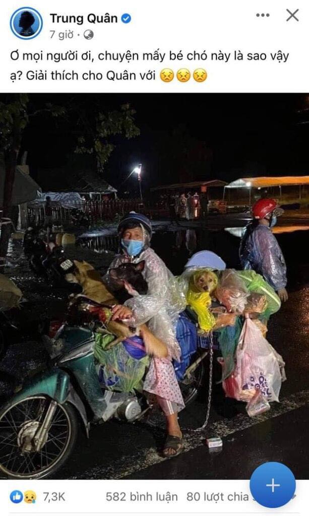 Sao Việt đồng loạt phản ứng về vụ 15 chú chó bị thiêu hủy, Hồng Ánh gửi đơn - Ảnh 4
