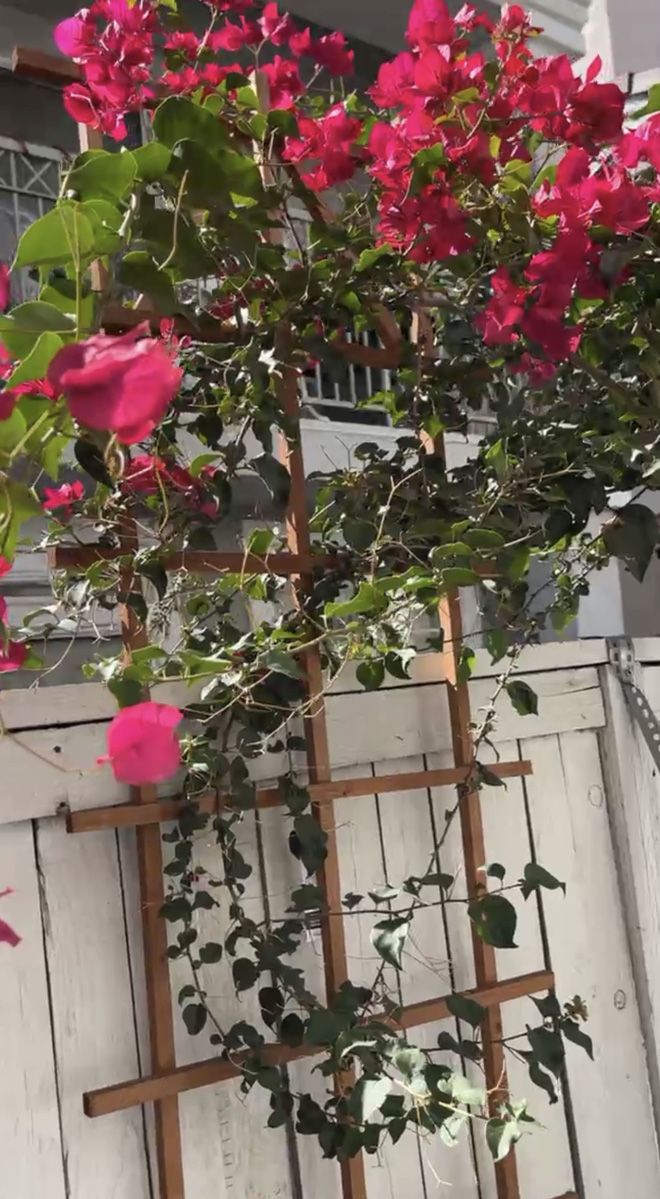 Cây hoa giấy mà cô thích nhất rực rỡ một góc vườn trong căn hộ của Phi Nhung tại Mỹ