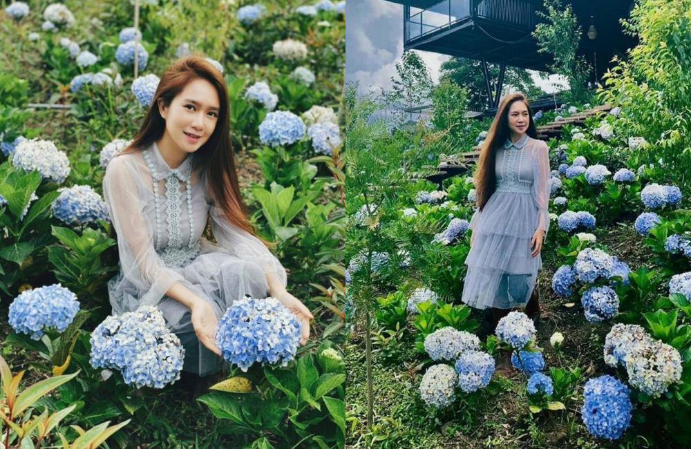 Khu vực trồng hoa cẩm tú cầu mà Lý Hải dành riêng cho bà xã Minh Hà