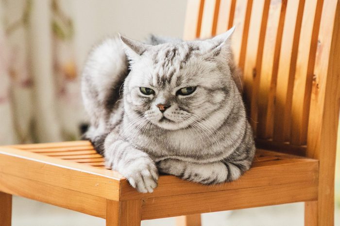 Chú mèo giận dữ