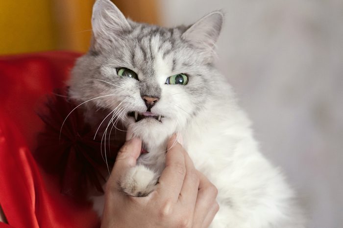 Gầm gừ với bạn