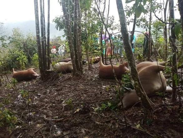 Sét đánh chết 7 con bò của hộ ông Pơloong Môi tại Tây Giang - Ảnh: P.L