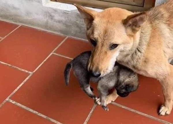 Chó mẹ tha con chạy lũ buồn bã vì chỉ cứu được 1 con, 3 con lũ đã cuốn trôi