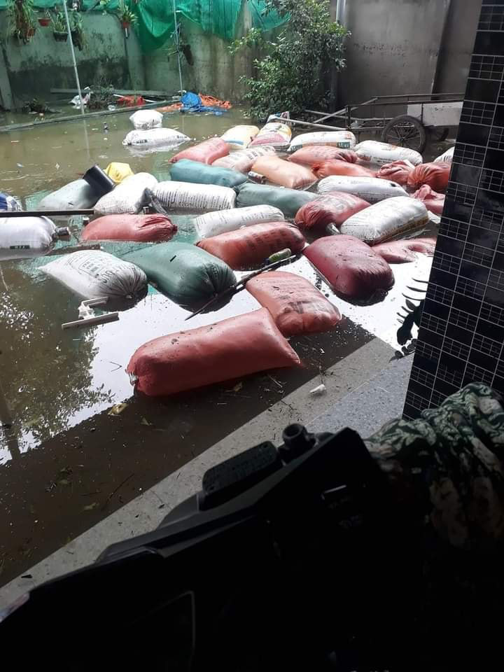 Những bao thóc của người dân cũng bị nhấn chìm, ướt sũng. Nước lũ vẫn chưa rút hết, vẫn còn ngập vào tận sân nhà.