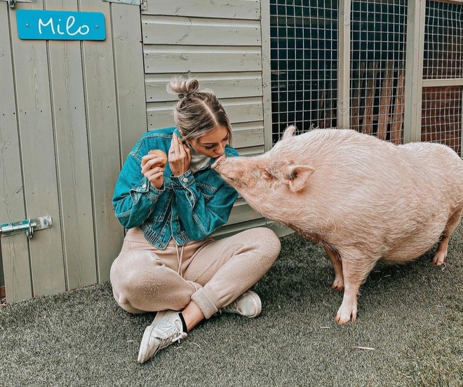 Cô gái Anh sống cùng lợn cưng 80 kg.