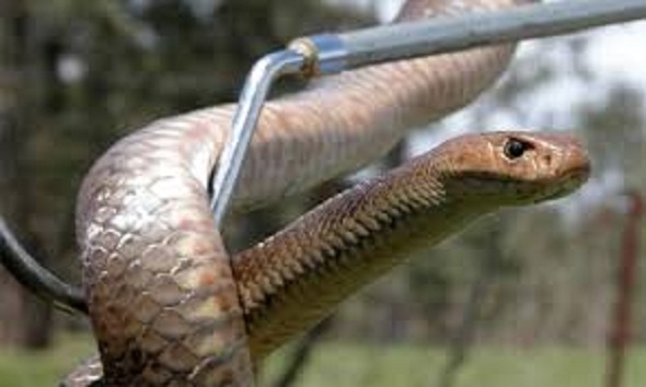 Con rắn nâu phương đông độc nhất Australia dài 1,5 m cố thủ trong điều hòa.