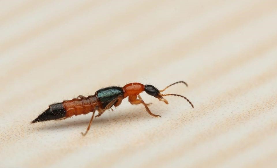 Kiến ba khoang to hơn kiến bình thường, ngoại hình đặc trưng bởi 2 màu đen và đỏ.