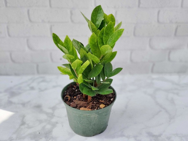 Ninh Bình: Bé 6 tuổi nhập viện cấp cứu vì ngộ độc cây kim tiền