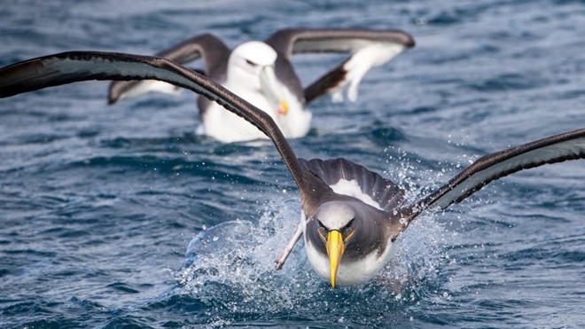 Quần đảo Chatham là nơi sinh sống của nhiều loài chim đặc hữu. Ảnh: Shutterstock.