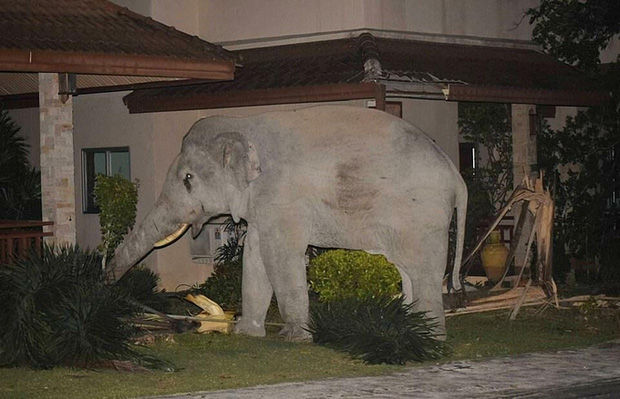 Chú voi nặng 4 tấn bị mèo rượt đến bỏ chạy khi mò vào nhà dân tìm đồ ăn - Ảnh 2