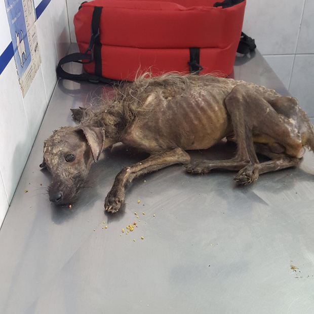 Pia ở Argentina, khi đi thăm bạn đã thấy một chú chó đang nằm mệt nhoài ngoài đường, không cử động, đôi mắt vô hồn dường như sắp chết.