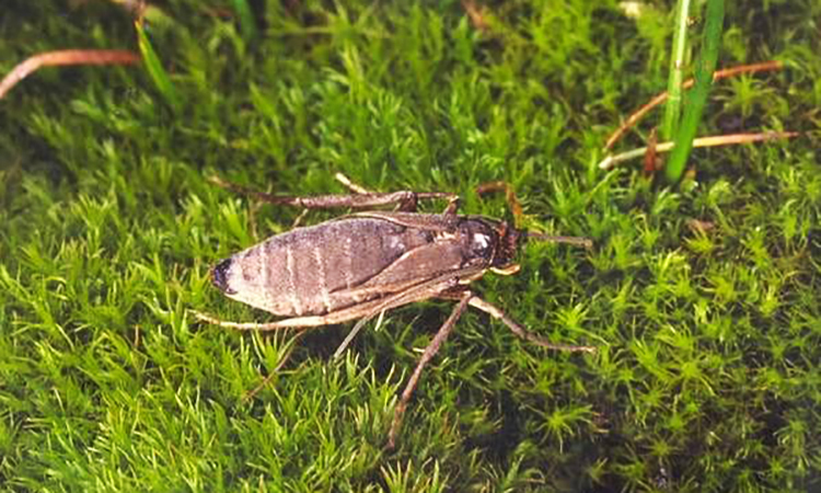 Dù có cánh, côn trùng trên các hòn đảo ở Nam Thái Bình Dương không bay