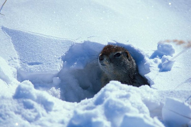 Cùng với chuột lemmut và thỏ Bắc Cực thì sóc đất Bắc Cực cũng có tên trong danh sách những động vật chịu lạnh tốt nhất.