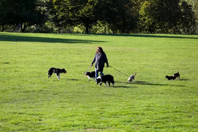 Công việc dắt chó đi dạo, chạy việc vặt có thể kiếm được 40.000 USD/năm ở Anh. Ảnh minh họa: PA.