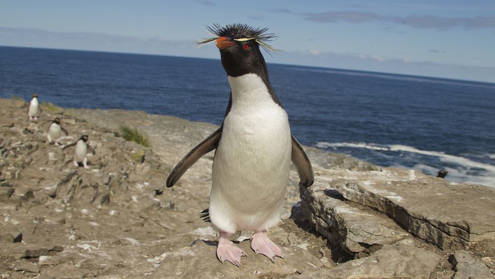 Khoảnh khắc chú chim cánh cụt xấu hổ e thẹn vô cùng đáng yêu mê hoặc cư dân mạng