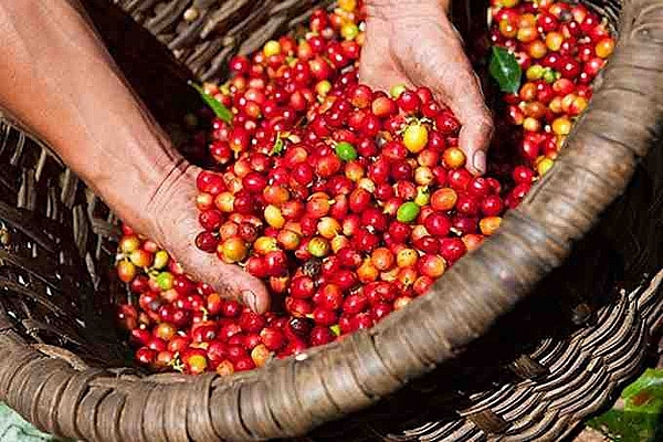 Giá cà phê hôm nay 13/3 giảm nhẹ tại các địa phương - Ảnh minh họa