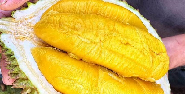 Sầu riêng Musang King được mệnh danh là ngon nhất thế giới đang ồ ạt về Việt Nam với giá rẻ chưa từng có