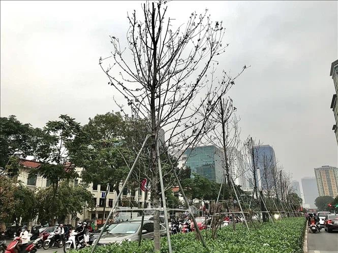 Hàng cây phong lá đỏ trên đường Nguyễn Chí Thanh đang có hiện tượng bị chết, héo.