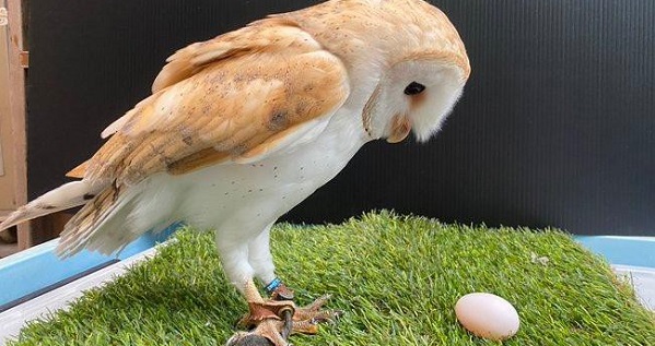 Cú đực chuyển giới thành cú cái khiến nhân viên sở thú hết hồn