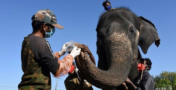 Gần 30 con voi ở Ấn Độ được xét nghiệm Covid-19