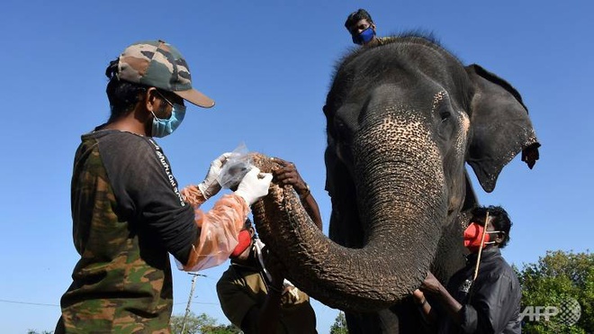 Nhân viên thú y lấy mẫu dịch từ vòi voi. Ảnh: AFP.