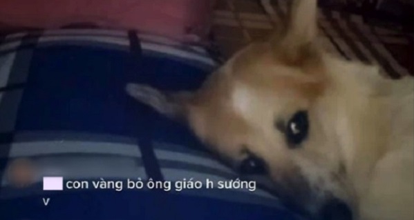 Chú cún miền Tây chỉ livestream trong lúc ngủ mà trở thành "idol"