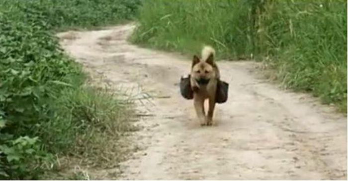 Chú chó mục đồng trưa nào cũng mang cơm ra đồng cho chủ ăn