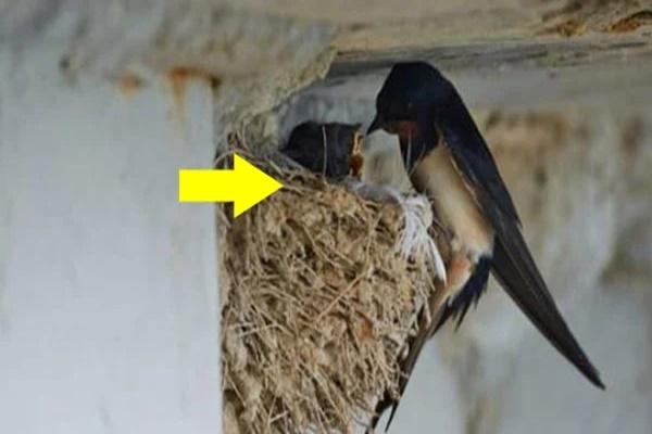 5 điềm lành báo hiệu gia chủ dồi dào tiền của, may mắn kéo đến trong năm mới