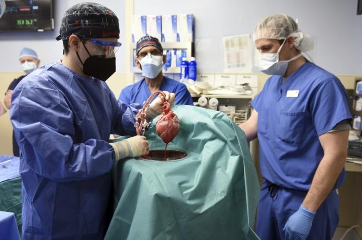 Các bác sĩ tại một bệnh viện ở Maryland đã thực hiện thành công ca cấy ghép tim lợn cho người đầu tiên. (Ảnh: AP)
