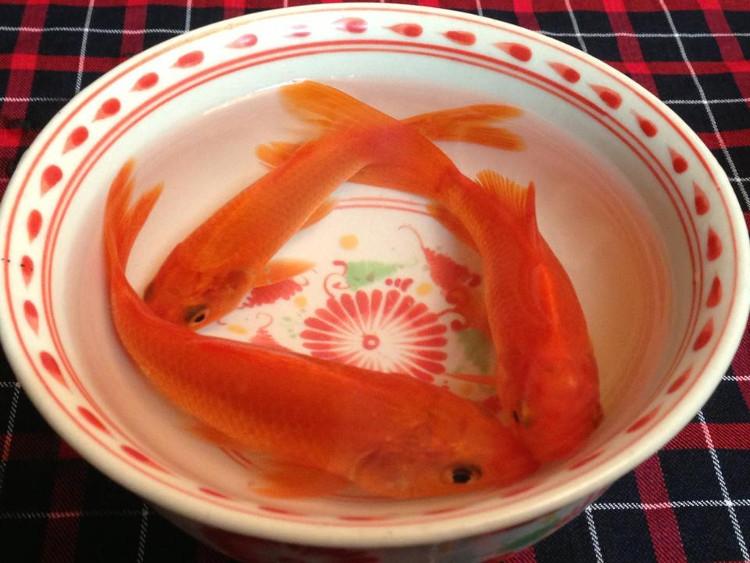 Mách bạn cách chọn cá chép khỏe đẹp để cúng ông Công, ông Táo