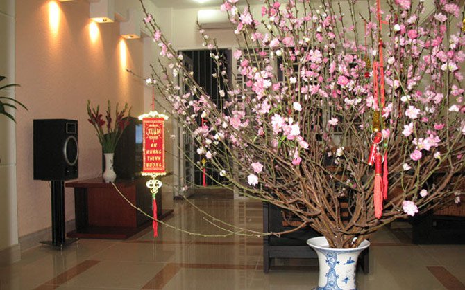 Dịp Tết nên để cây này trong nhà để đón tài, rước lộc về