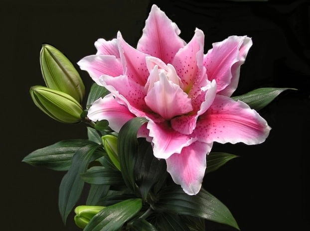 Hoa ly tuyệt đối không được đặt trên bàn thờ cúng gia tiên bởi người ta quan niệm hoa ly có ý nghĩa chia ly. 