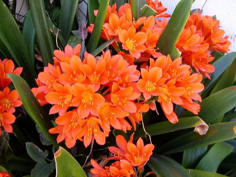 Gia chủ giàu có, may mắn quanh năm nếu vào đêm giao thừa những cây này nở hoa